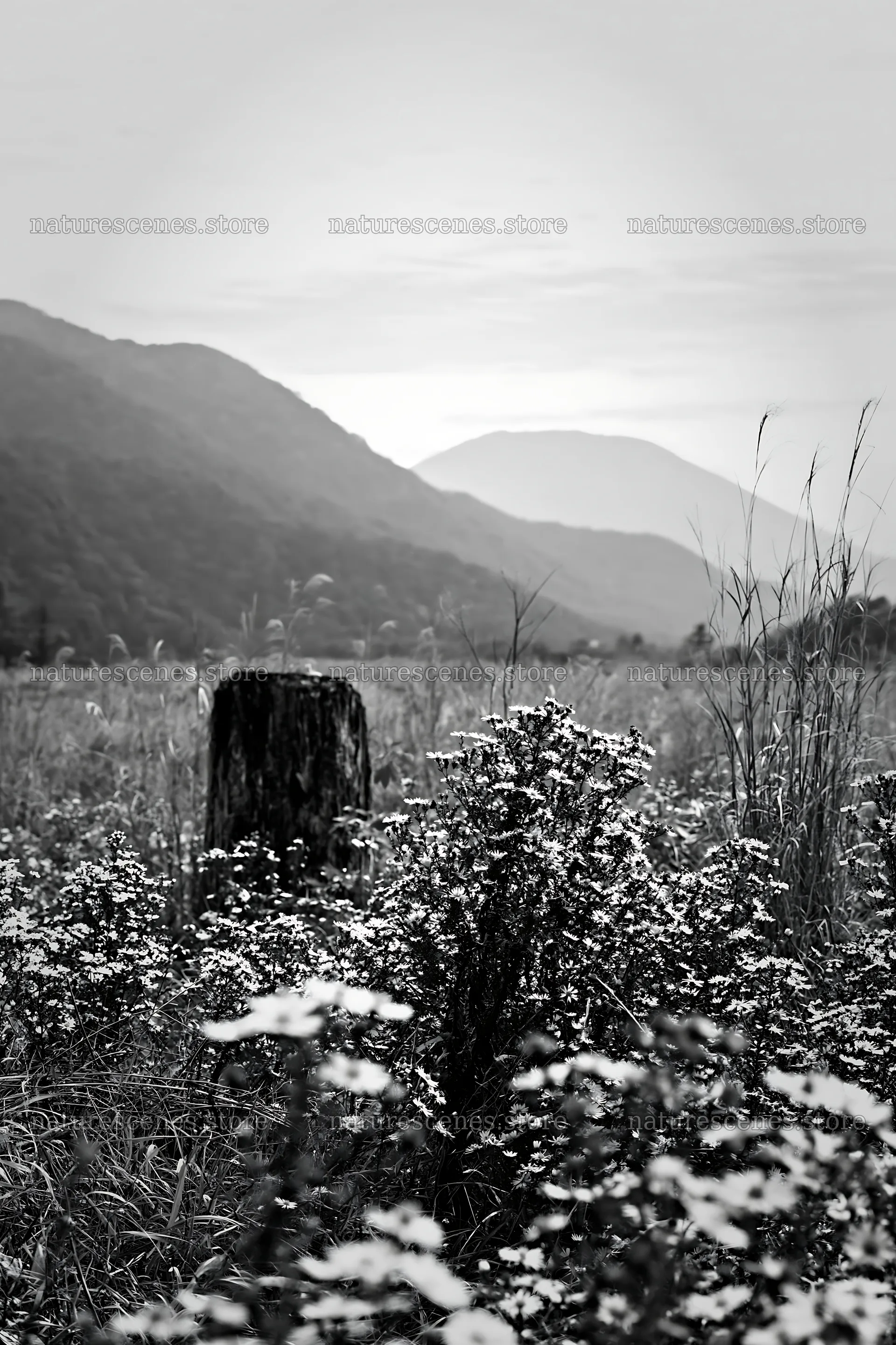 Fukushima native meadow with weathered stump – nature scenes 6480x9722