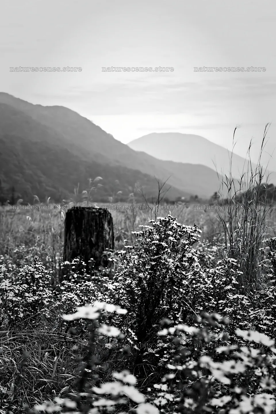 Fukushima native meadow with weathered stump – nature scenes 6480x9722