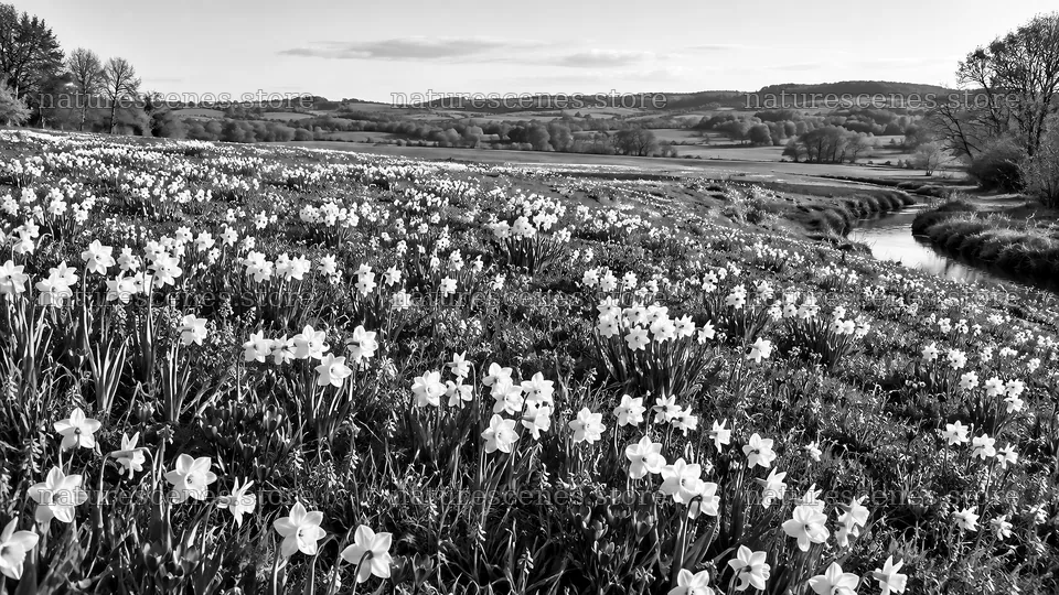 Black and White Spring Bulb Meadow – nature scenes 10324x5812