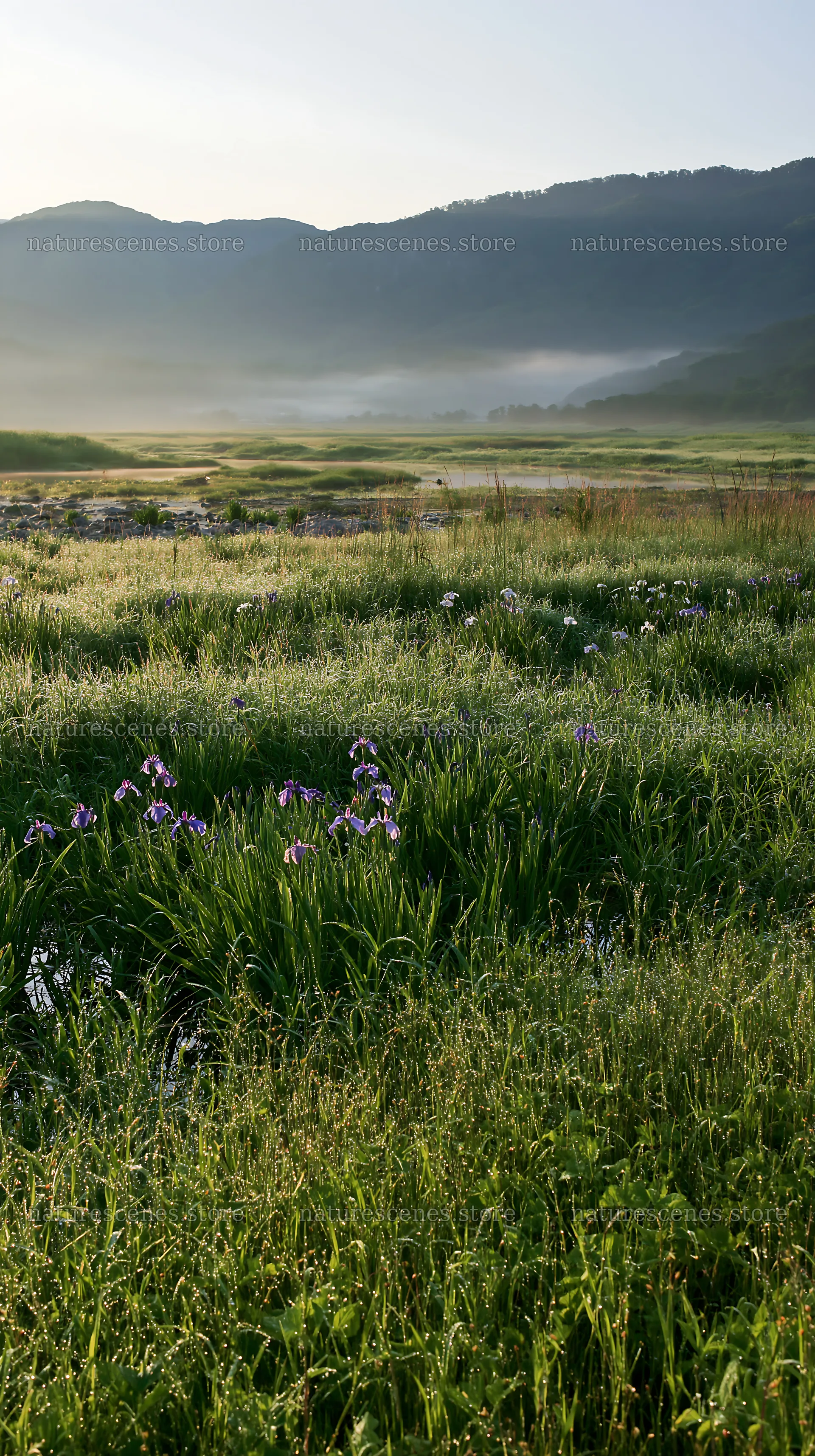 Niigata floodplain restoration meadow dew foreground – nature scenes 5938x10608