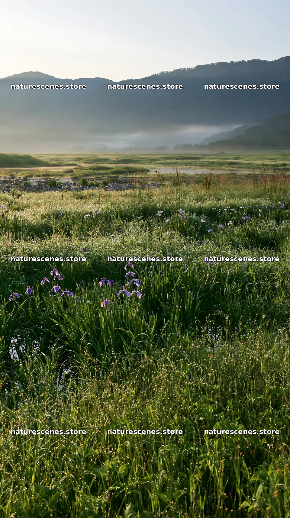 Niigata floodplain restoration meadow dew foreground – nature scenes 5938x10608