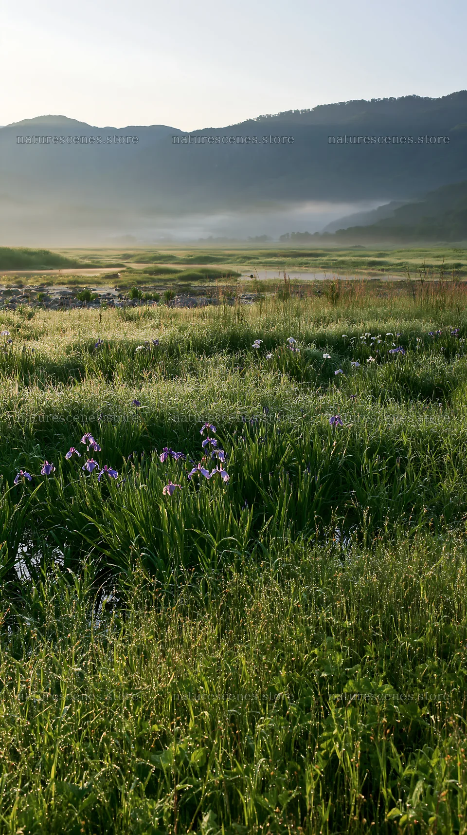 Niigata floodplain restoration meadow dew foreground – nature scenes 5938x10608