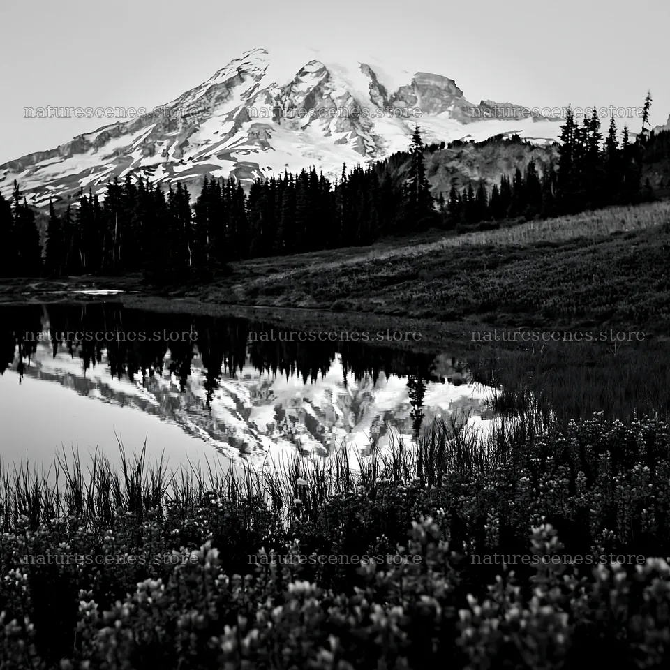 Mount Rainier wildflower meadow sunrise over the lake – nature scenes 7938x7938