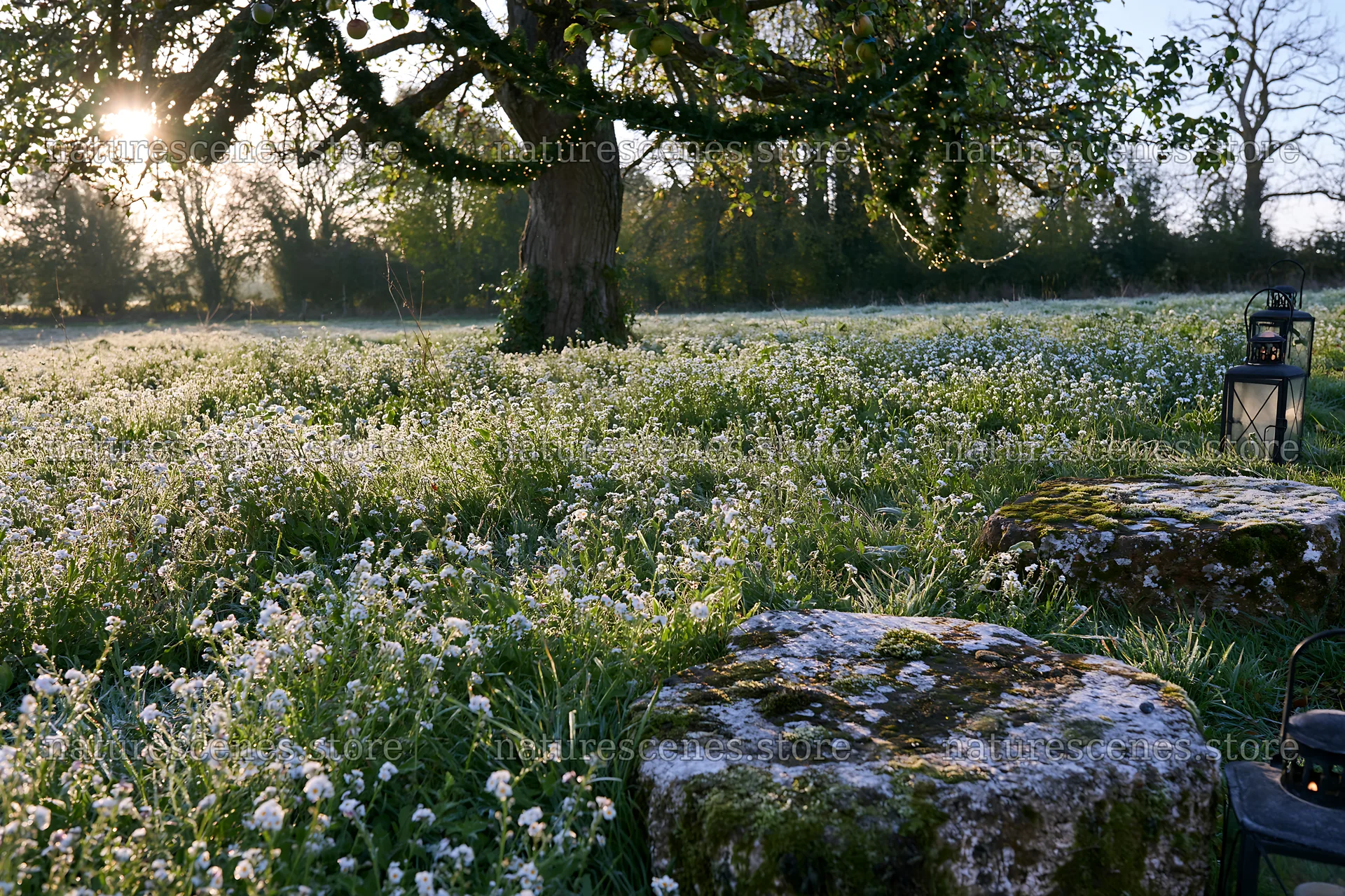 Christmas apple tree meadow with frosted stones and lanterns – nature scenes 9722x6480