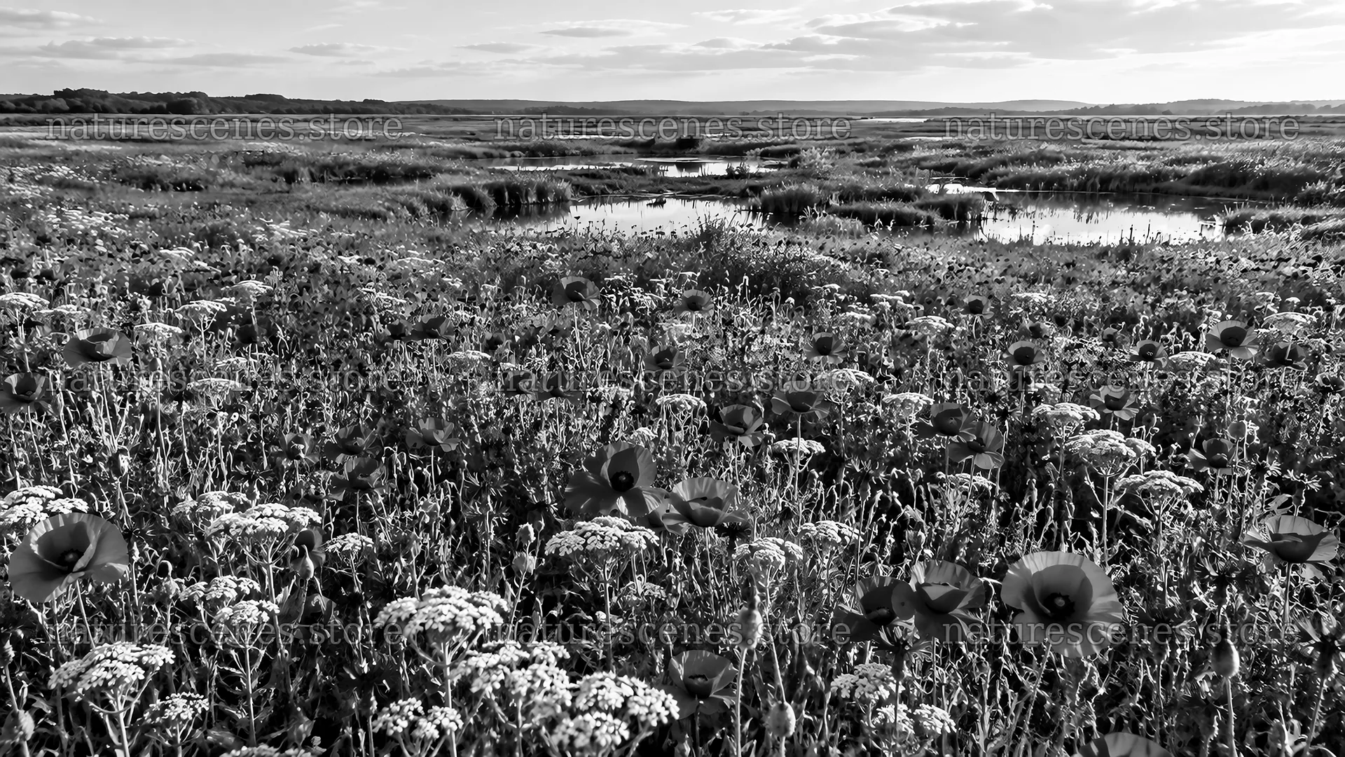 Black-and-White Wildflower Marshland – nature scenes 10324x5812