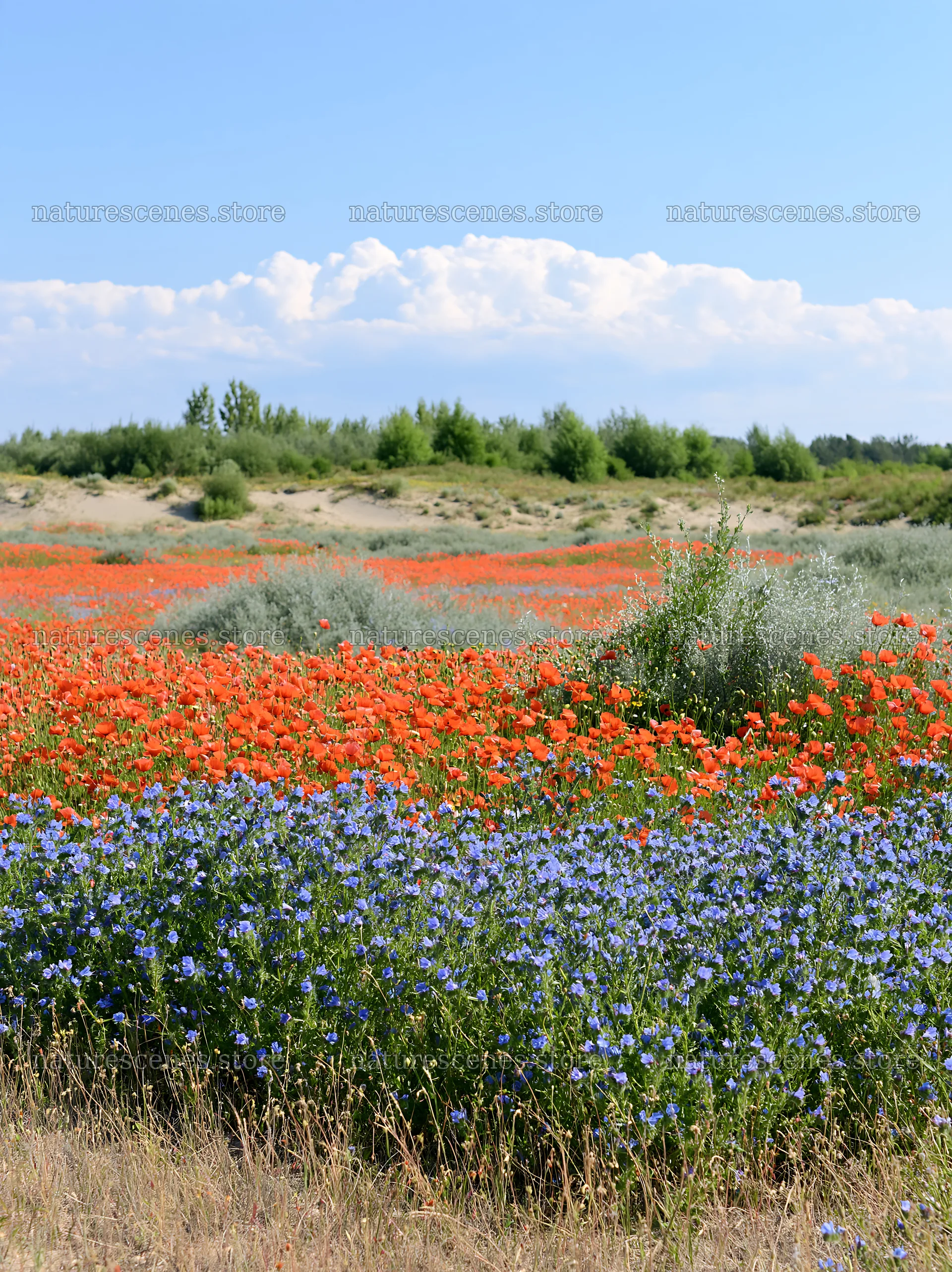 Poppy and viper's-bugloss meadow under blue sky – nature scenes 6866x9174