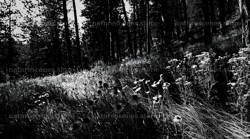 Pine forest meadow with wildflowers at daytime – nature scenes 10608x5938