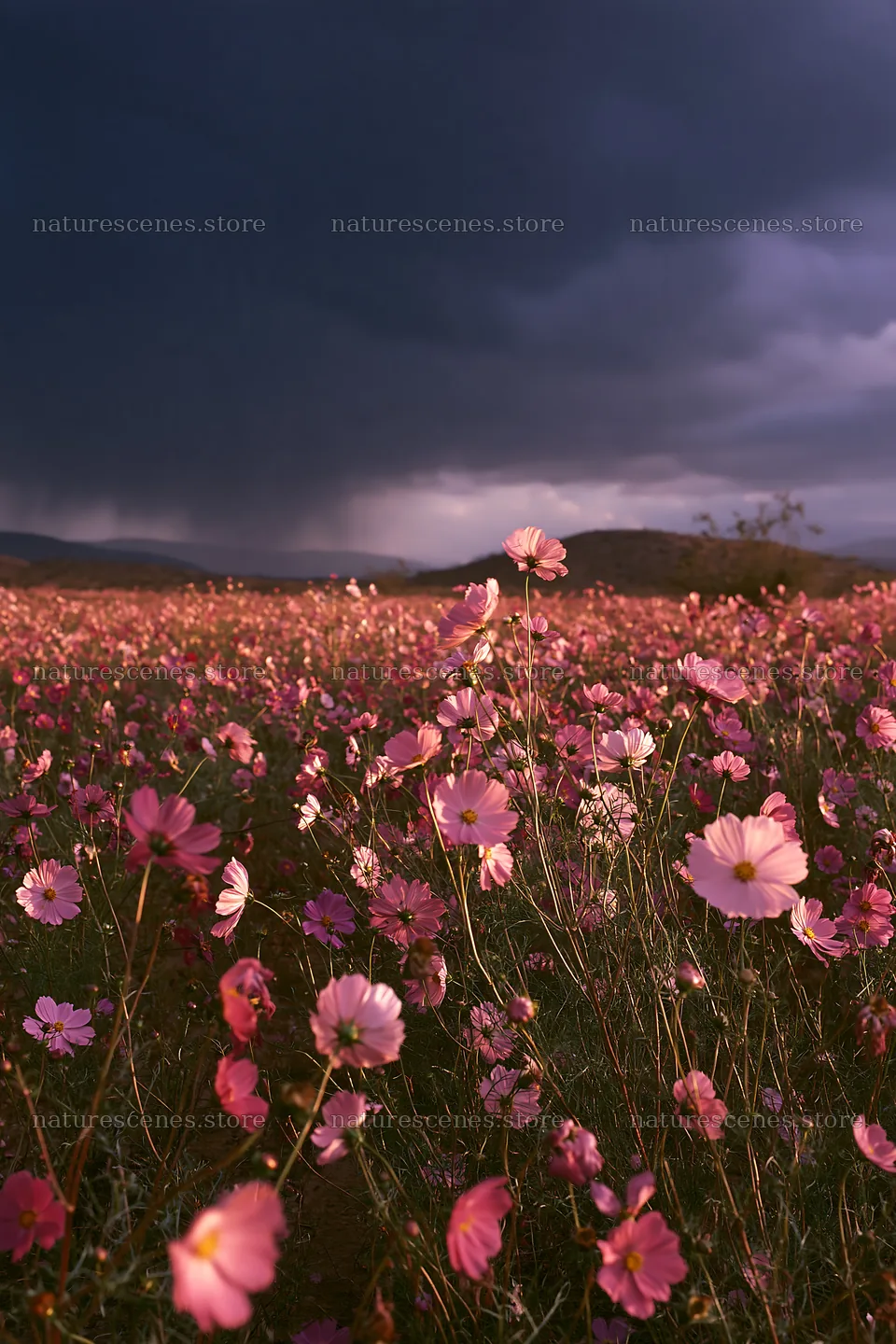 Colorful cosmos meadow with dark clouds in the distance – nature scenes 6480x9722