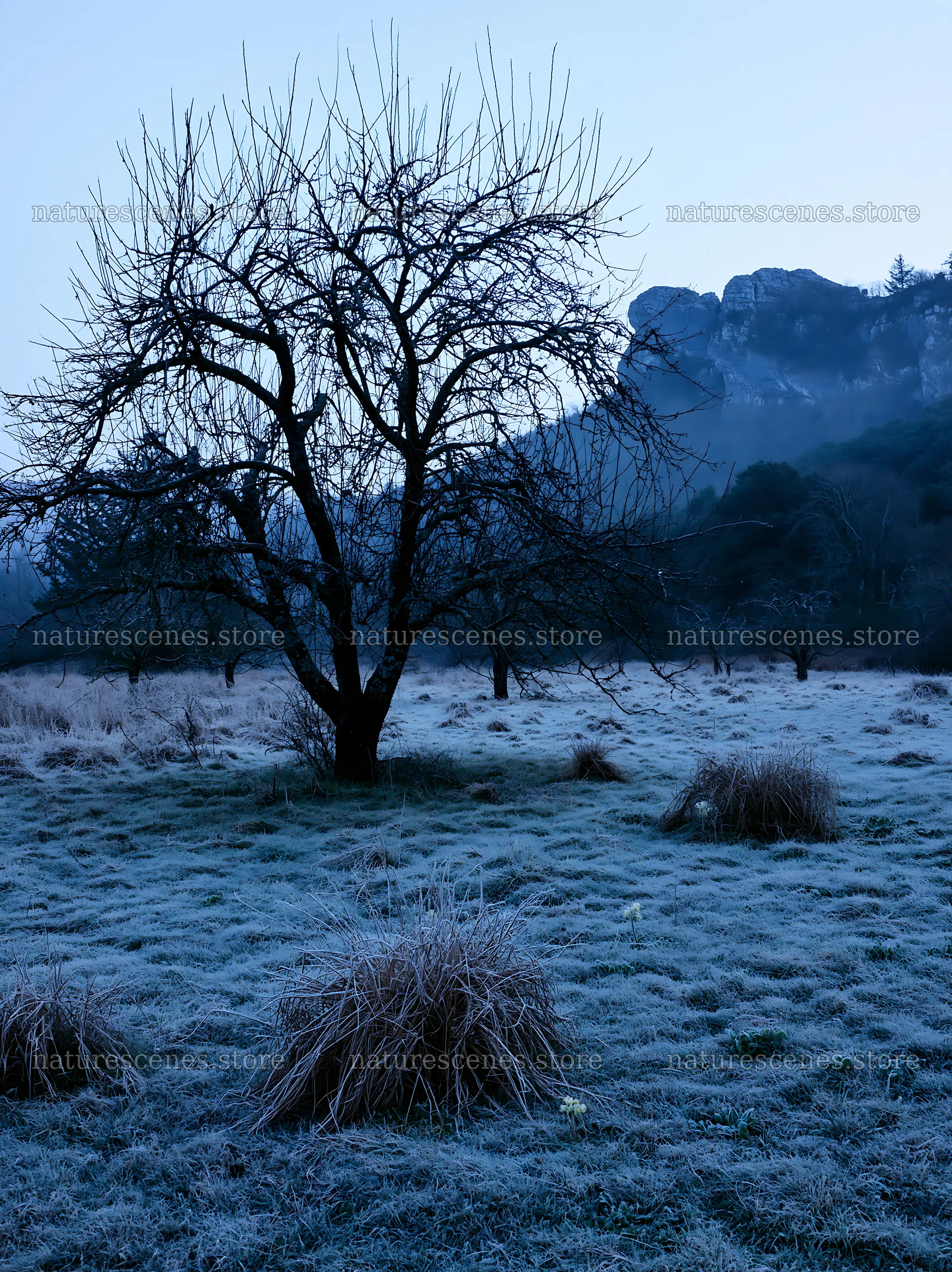 Frosty apple meadow in a valley with bare trees at dusk – nature scenes 6866x9174