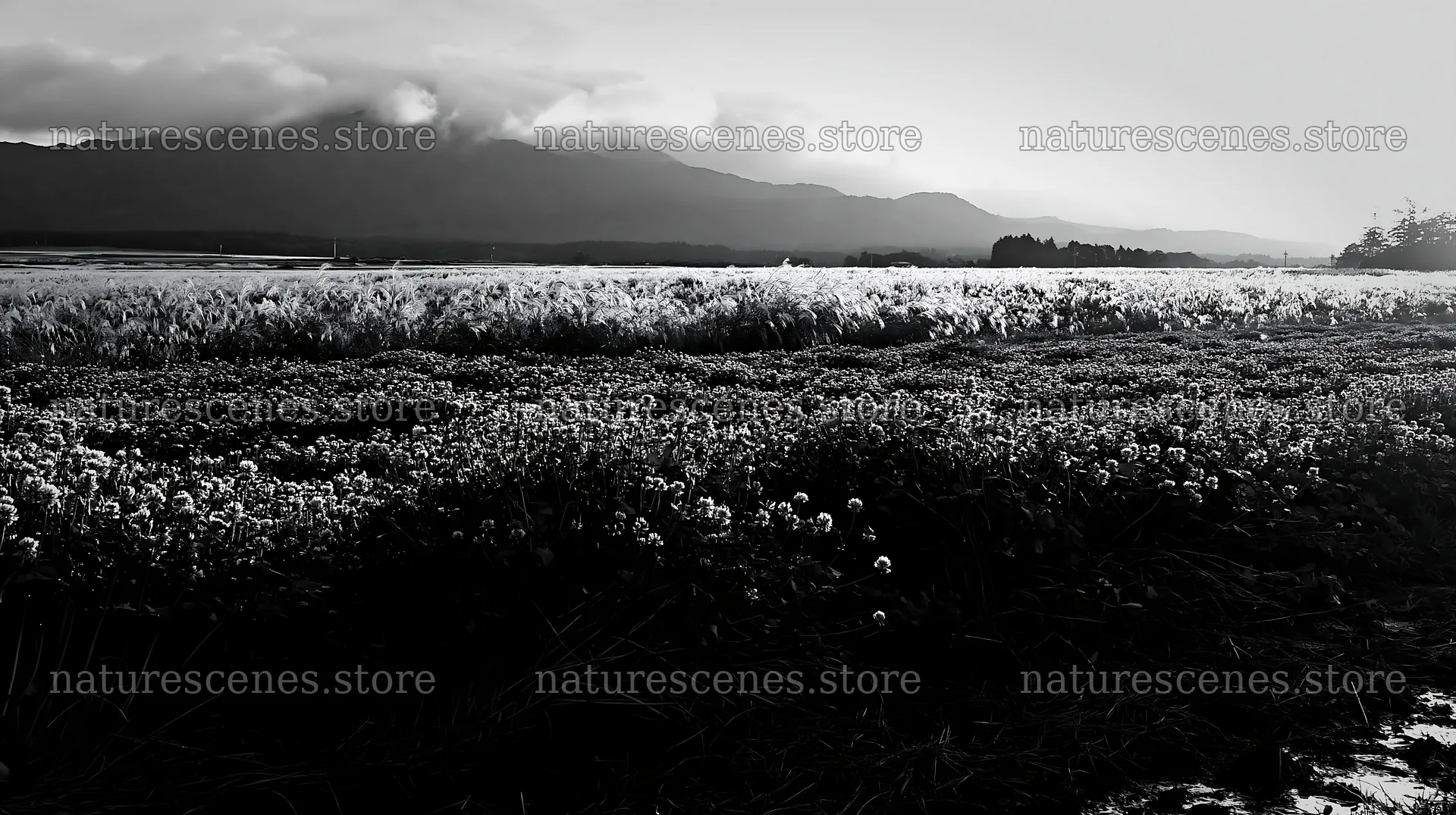 Shizuoka meadow landscape after heavy rain in black and white – nature scenes 10608x5938