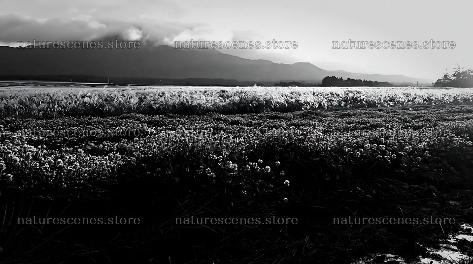 Shizuoka meadow landscape after heavy rain in black and white – nature scenes 10608x5938
