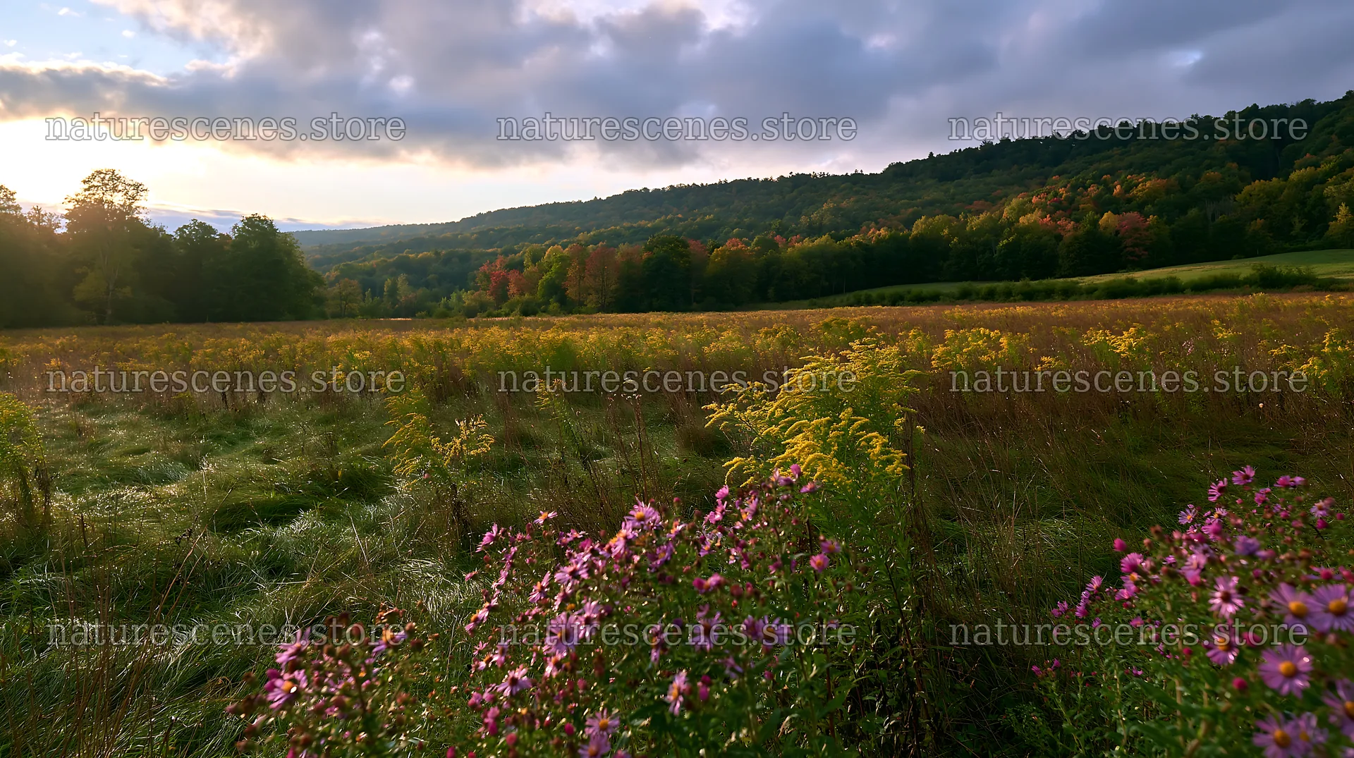 Autumn meadow with flowers at sunset in a wooded area – nature scenes 10608x5938