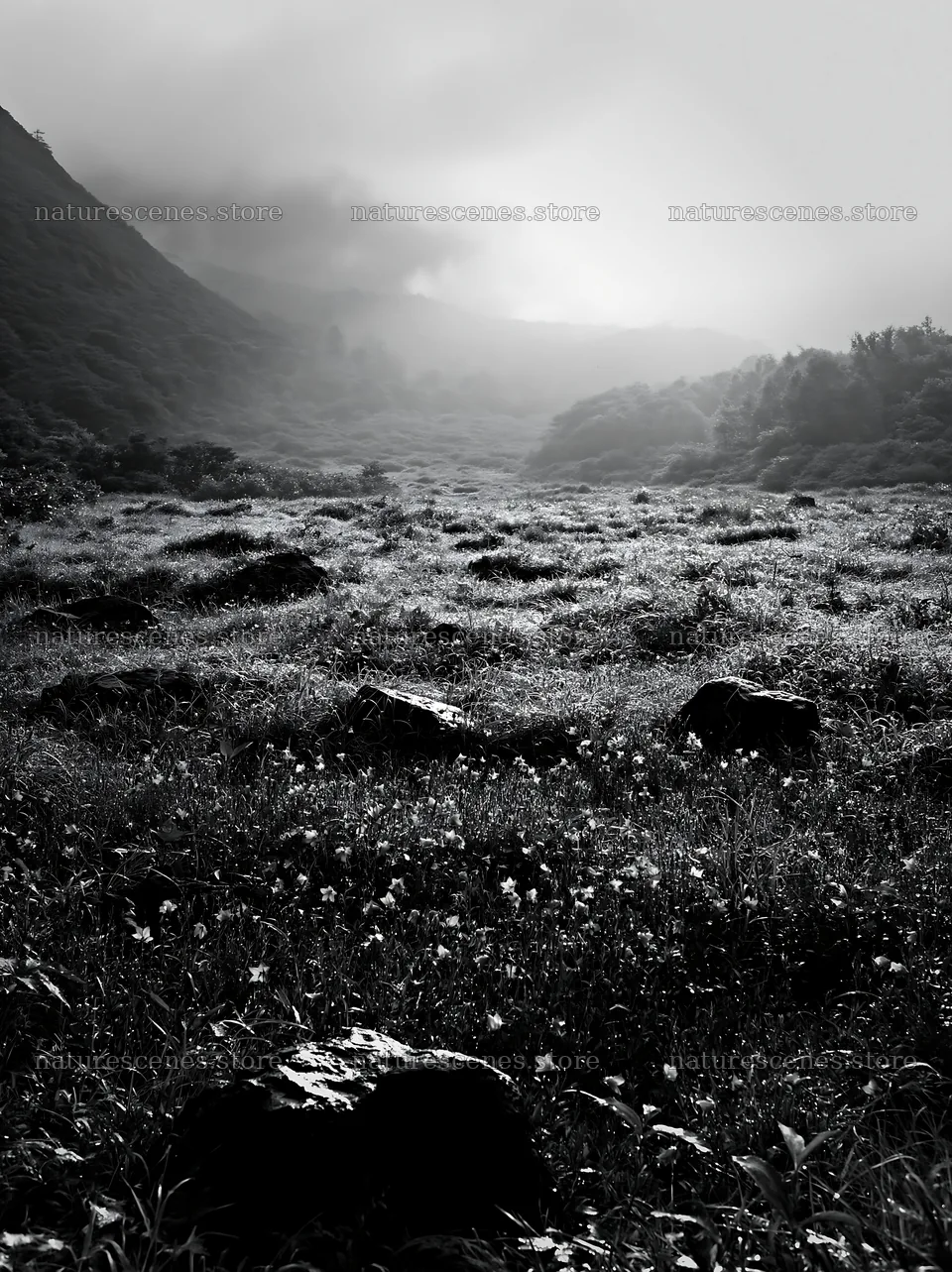 Kanagawa heat resilient meadow volcanic stones in green field – nature scenes 6866x9174