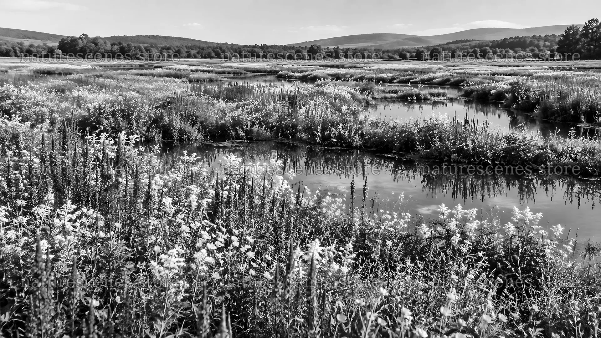 Black and White Flowering Wetland Landscape – nature scenes 10324x5812