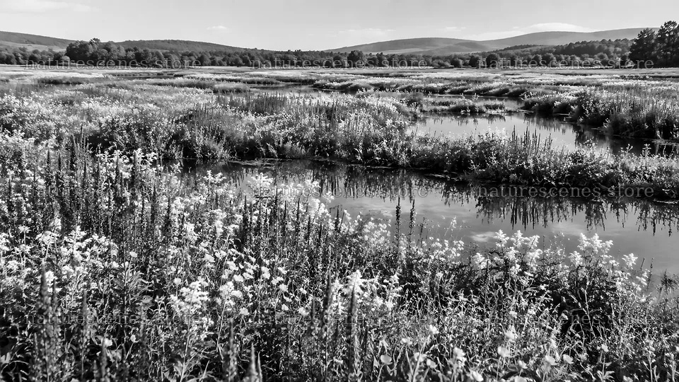 Black and White Flowering Wetland Landscape – nature scenes 10324x5812