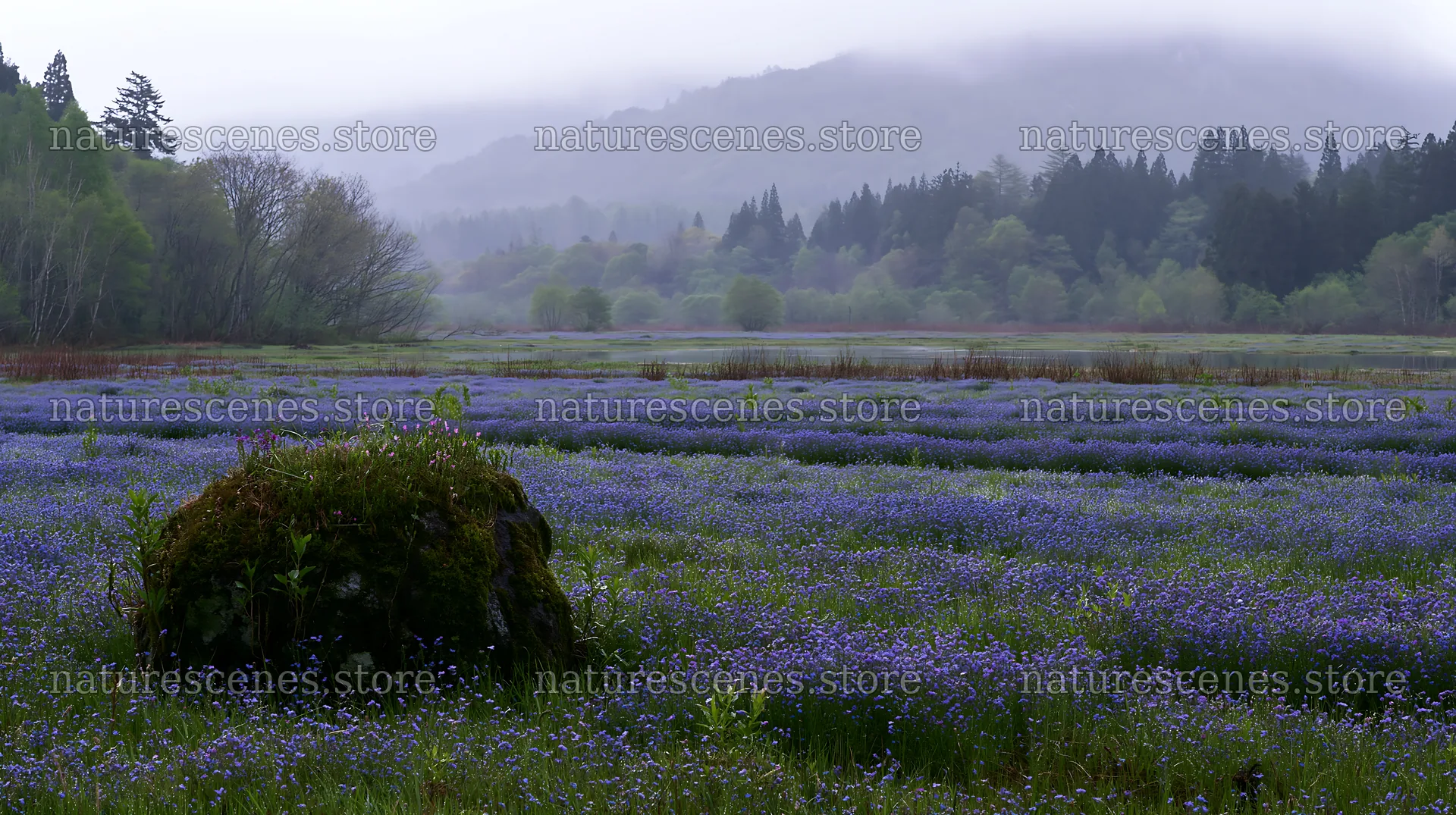 Miyagi spring recovery meadow mossy stone – nature scenes 10608x5938