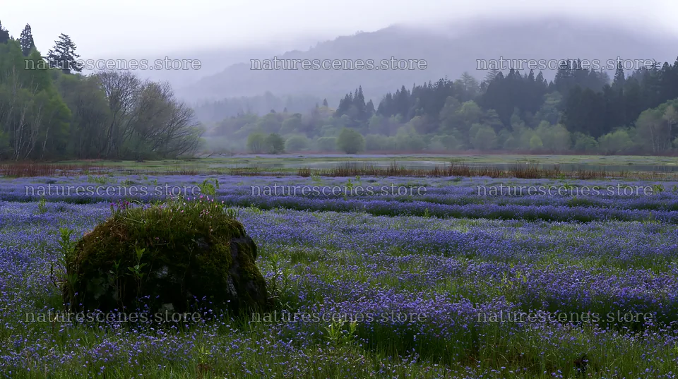 Miyagi spring recovery meadow mossy stone – nature scenes 10608x5938