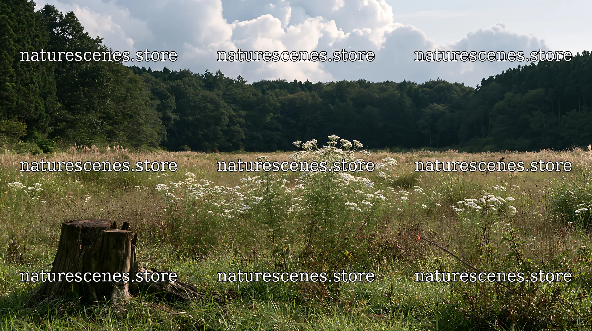 Fukushima native meadow with weathered stump – nature scenes 10608x5938