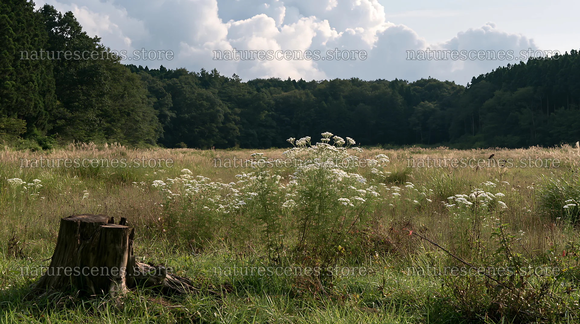 Fukushima native meadow with weathered stump – nature scenes 10608x5938