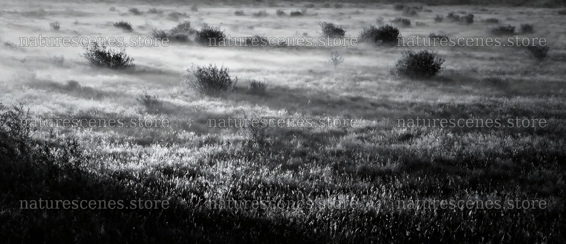 Rewilding meadow with mist and shrubs in early morning light – nature scenes 12094x5210