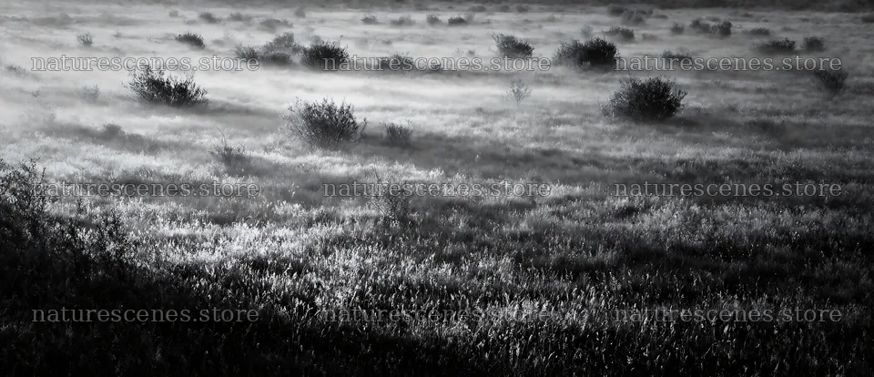 Rewilding meadow with mist and shrubs in early morning light – nature scenes 12094x5210