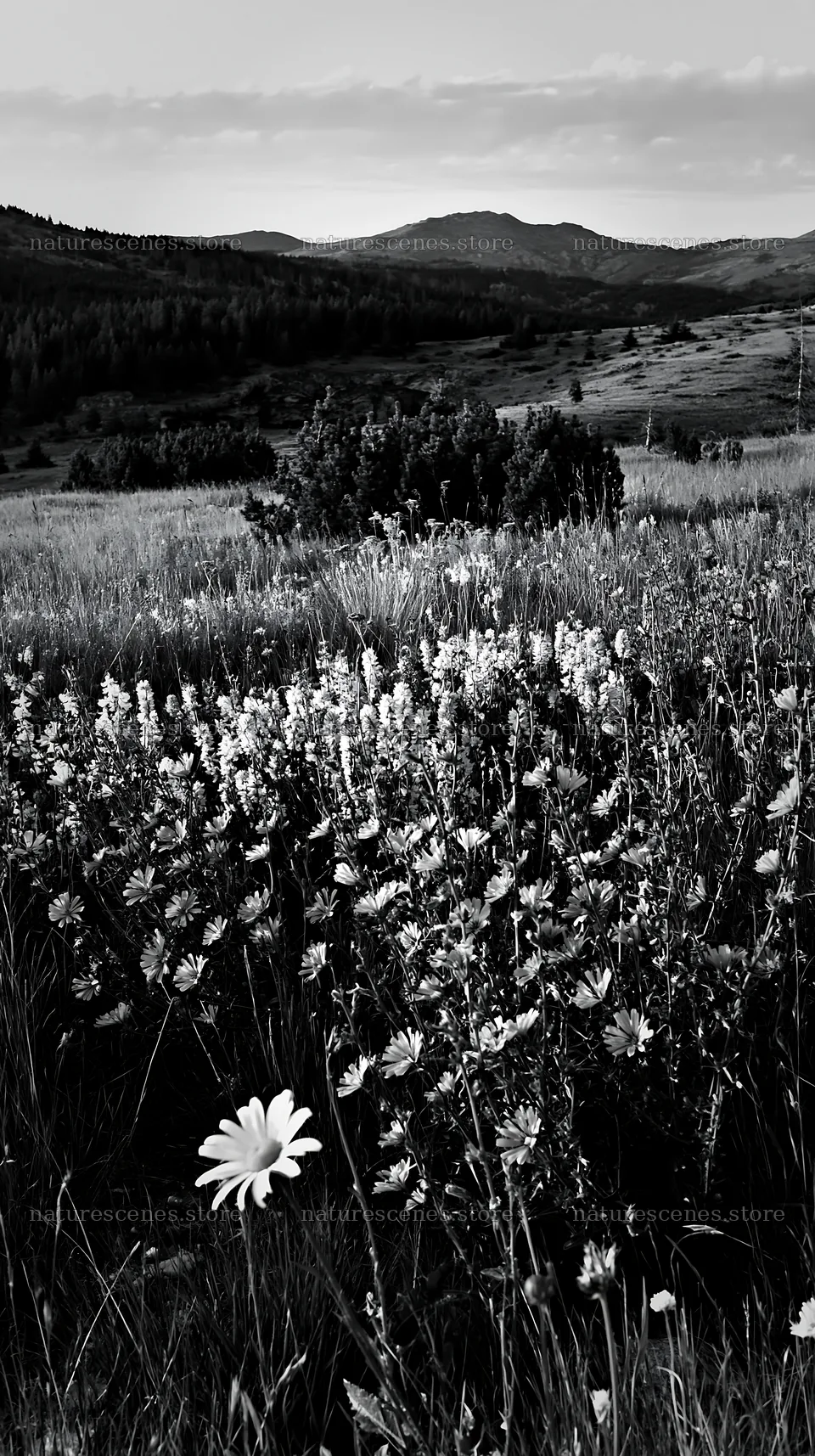 Sainfoin chicory meadow with flowers and distant mountains – nature scenes 5938x10608