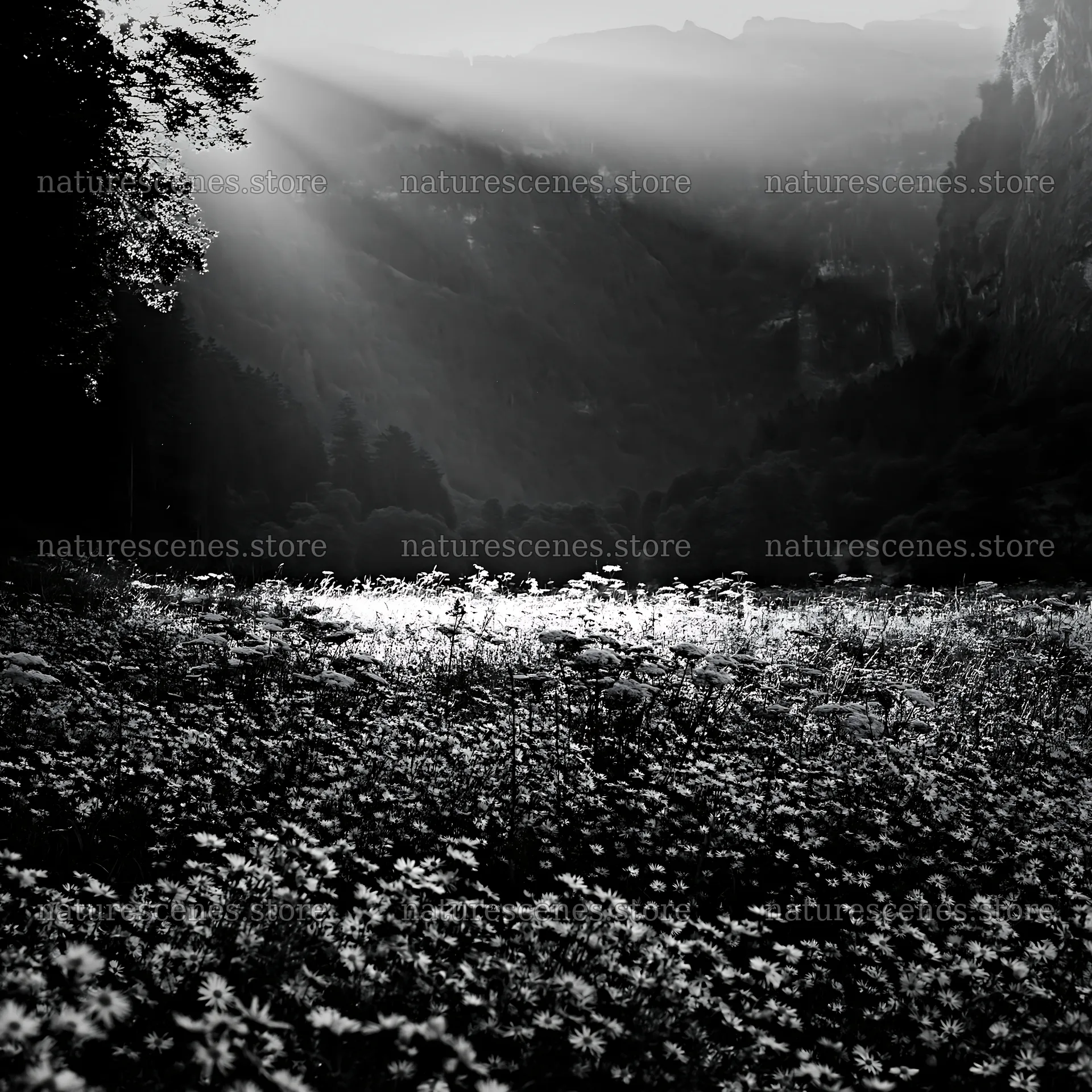 Light rays over meadow in Lauterbrunnen Valley – nature scenes 7938x7938