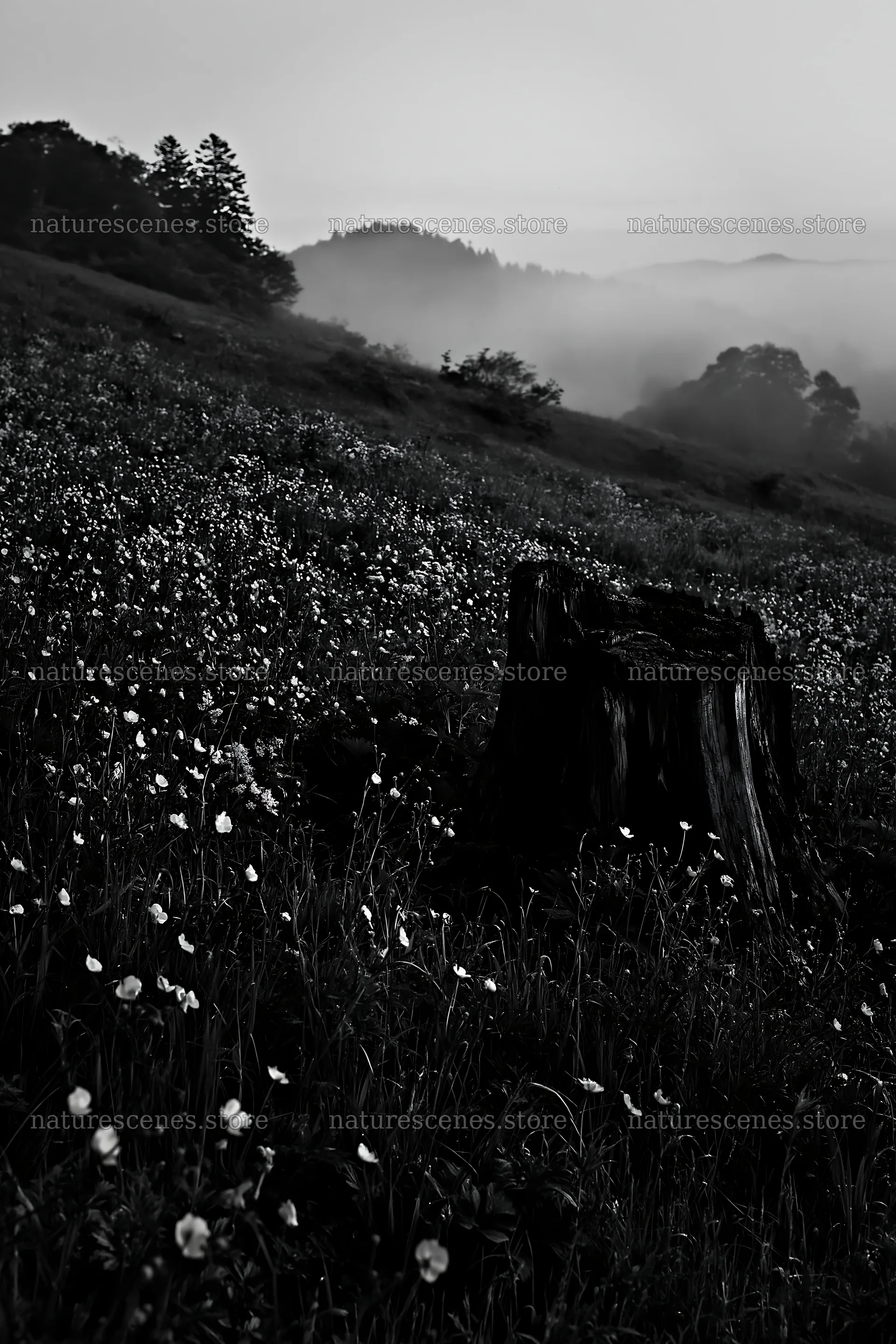 Fukushima native meadow with weathered stump in early morning – nature scenes 6480x9722