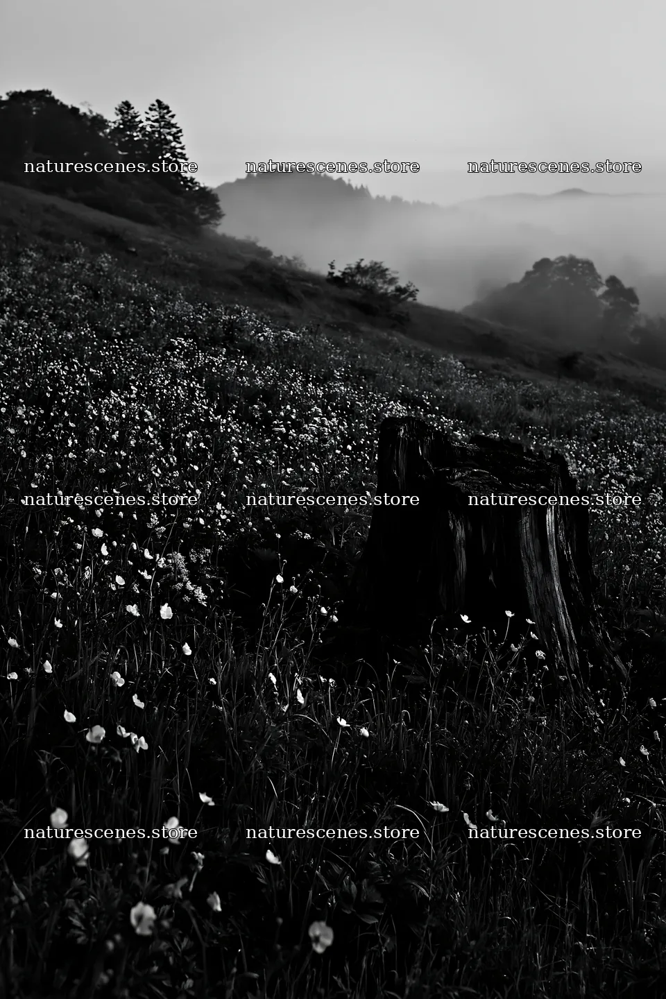 Fukushima native meadow with weathered stump in early morning – nature scenes 6480x9722
