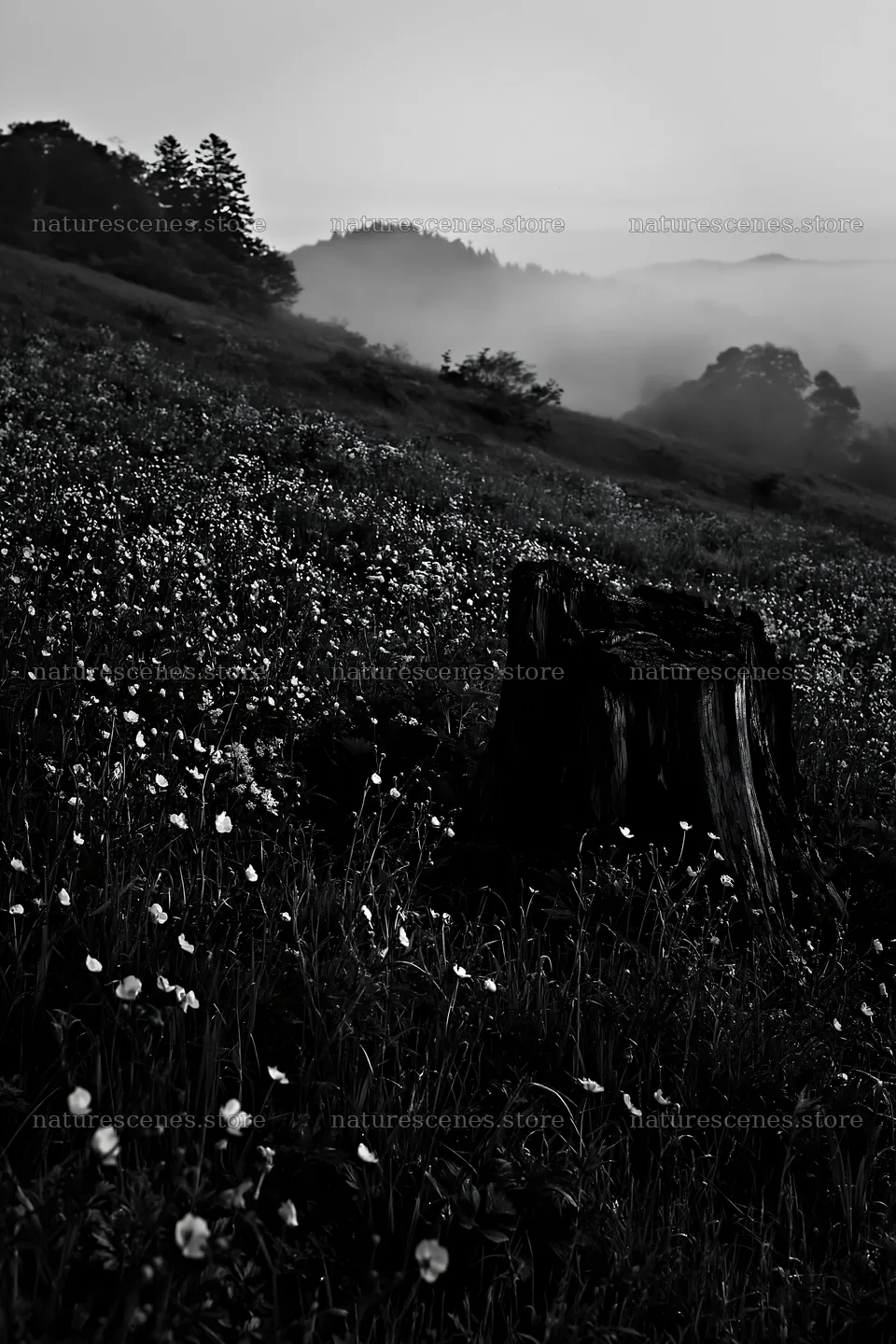 Fukushima native meadow with weathered stump in early morning – nature scenes 6480x9722