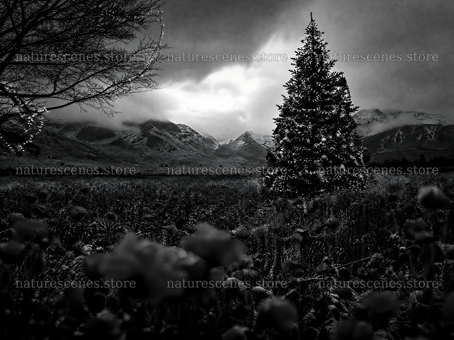 Vibrant Christmas tree in a winter meadow with mountains – nature scenes 9166x6874