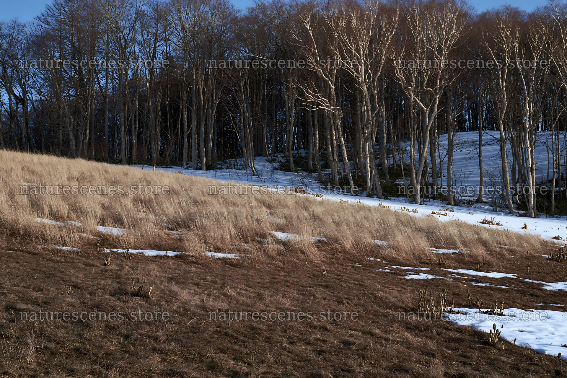 Akita snowmelt meadow with silver grasses and bare trees – nature scenes 9722x6480