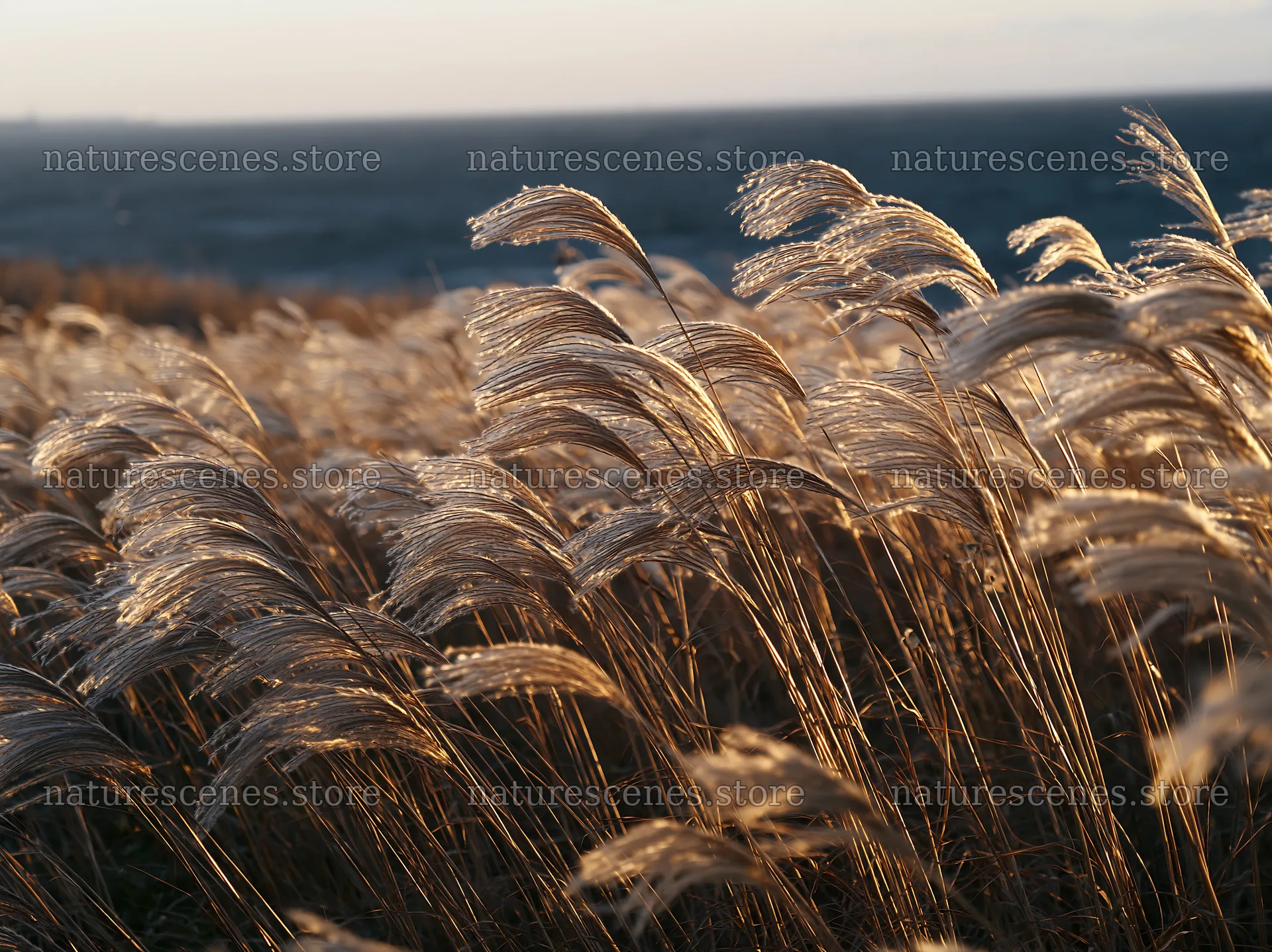 Climate-resilient Hokkaido silver grass meadow seedheads sway gently – nature scenes 9174x6866