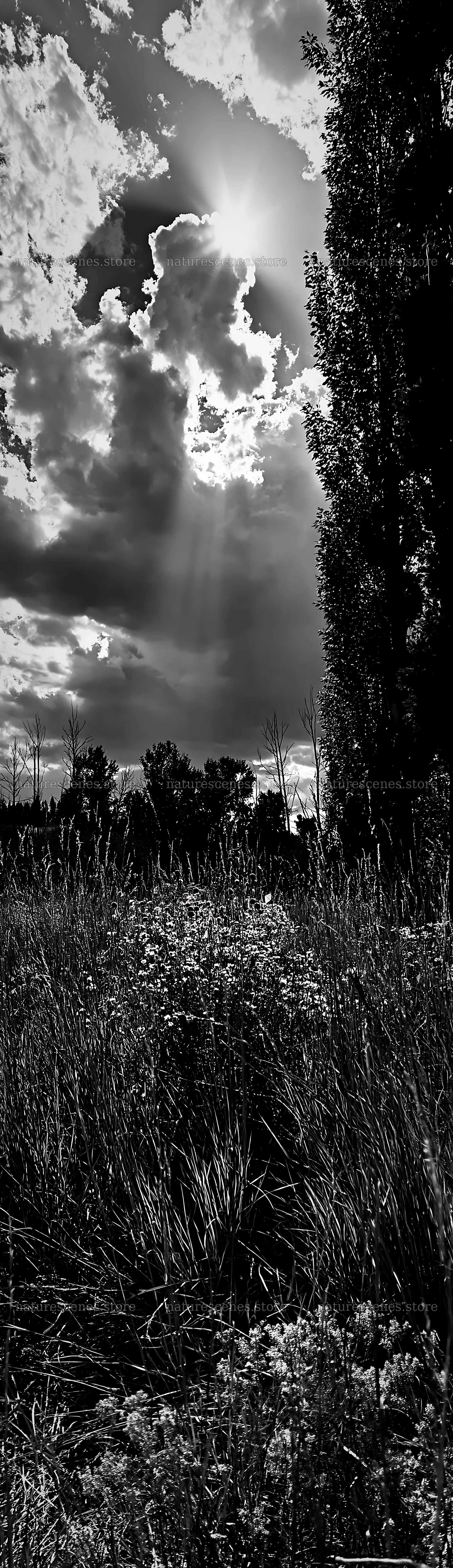 Christmas wreaths in meadow under clouds and sunlight rays – nature scenes 4268x14762