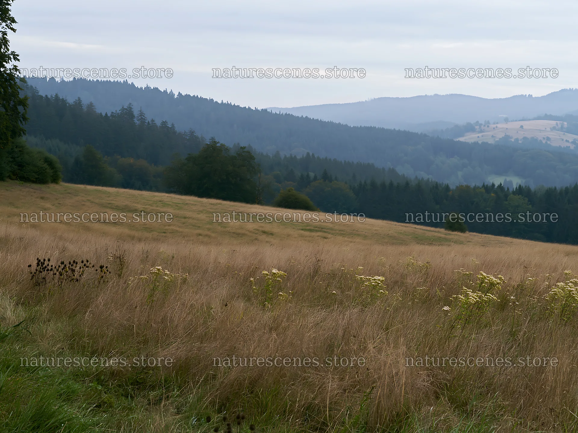 German foothill meadow with distant hills and cloudy sky – nature scenes 9174x6866