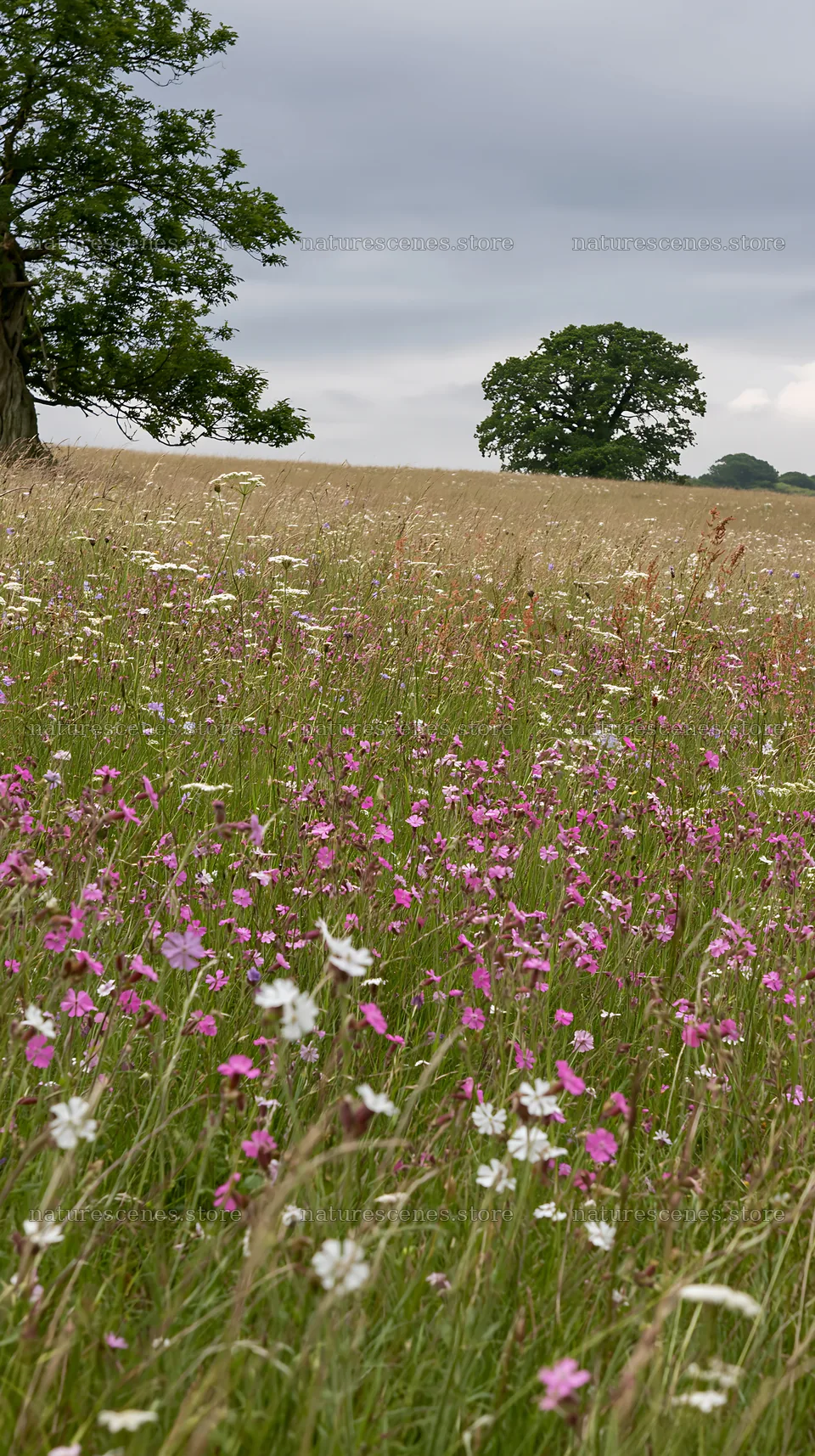 Cloudy flower meadow with dry grass and scattered blooms – nature scenes 5938x10608