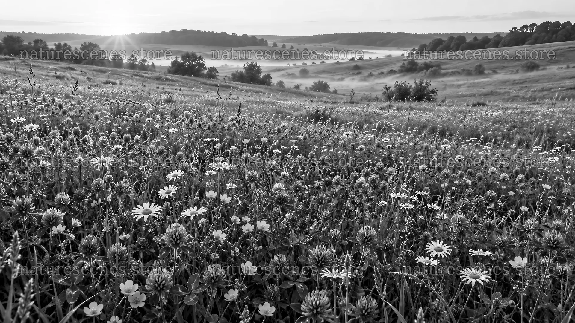 Black-and-White Wildflower Meadow at Sunrise – nature scenes 10324x5812