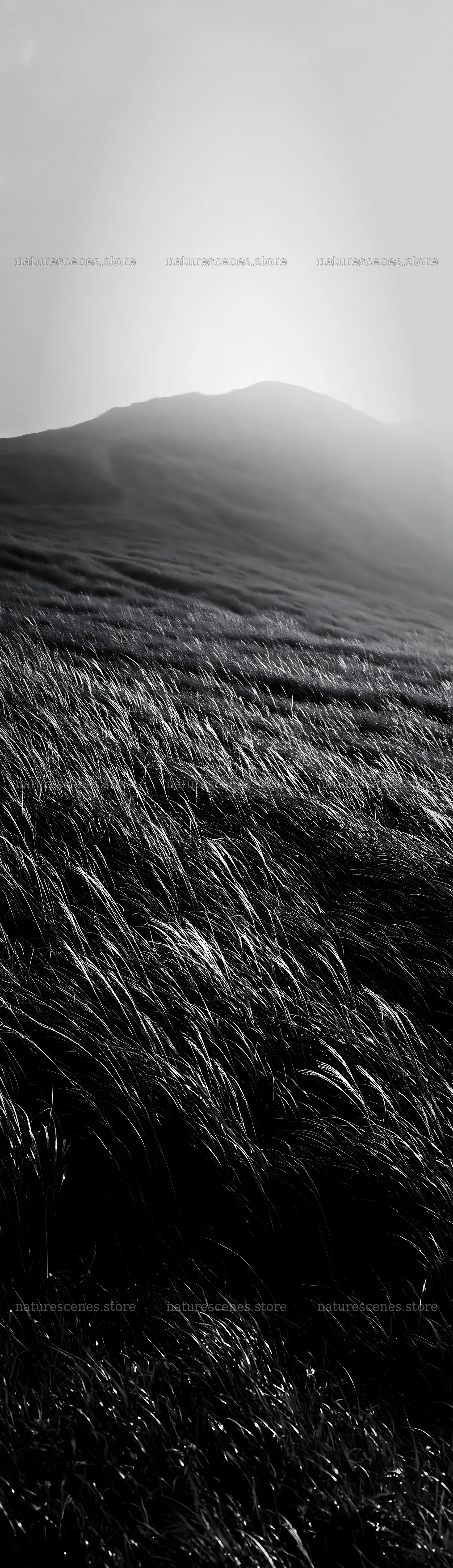 Tottori windy meadow with dune grasses under soft sunlight – nature scenes 4268x14762