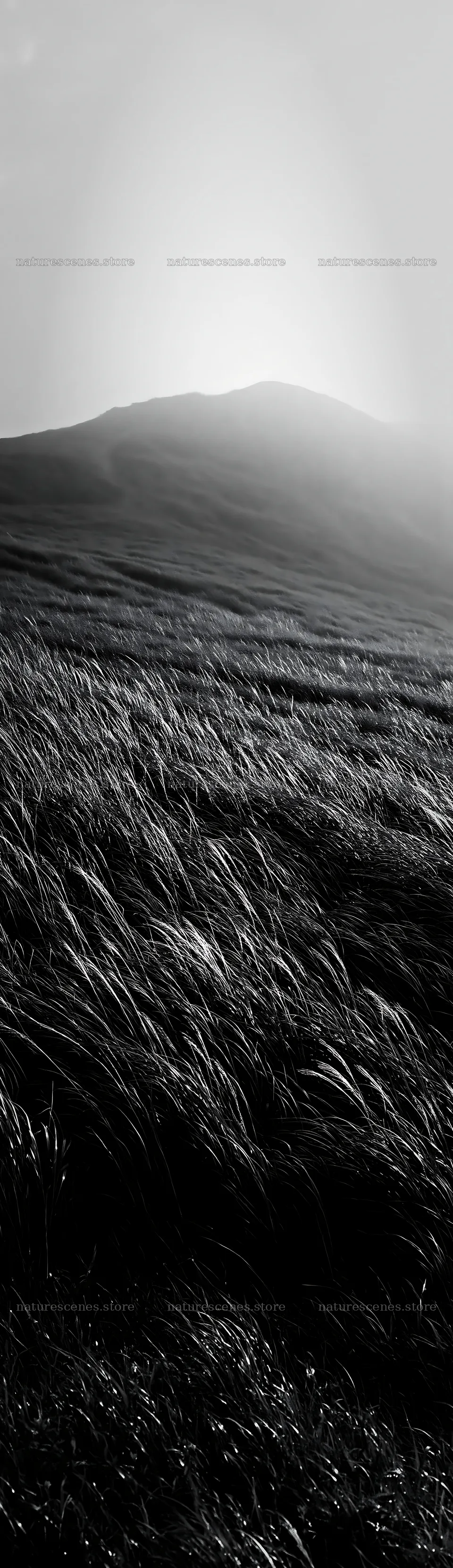 Tottori windy meadow with dune grasses under soft sunlight – nature scenes 4268x14762