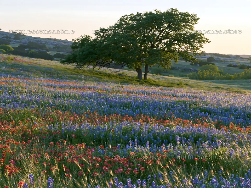 Vibrant meadow with bluebonnets and orange flowers at sunset – nature scenes 9174x6866