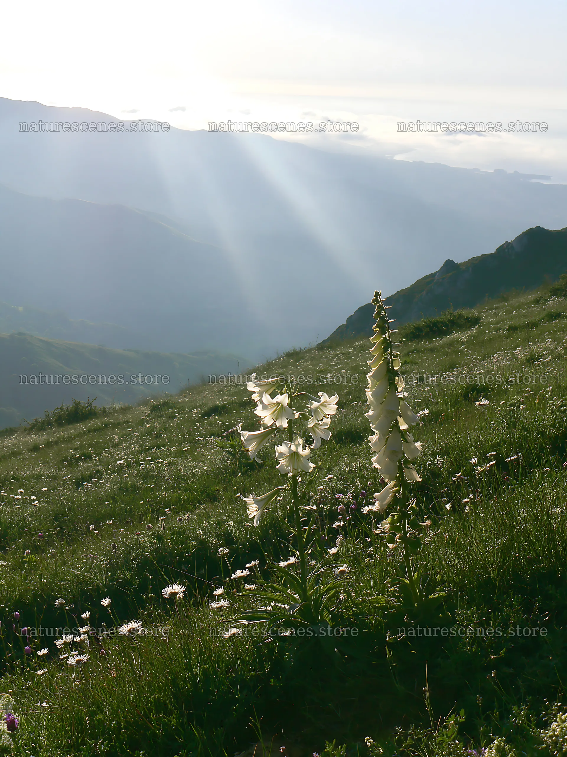 Sunrays over Picos de Europa meadow with wildflowers – nature scenes 6866x9174