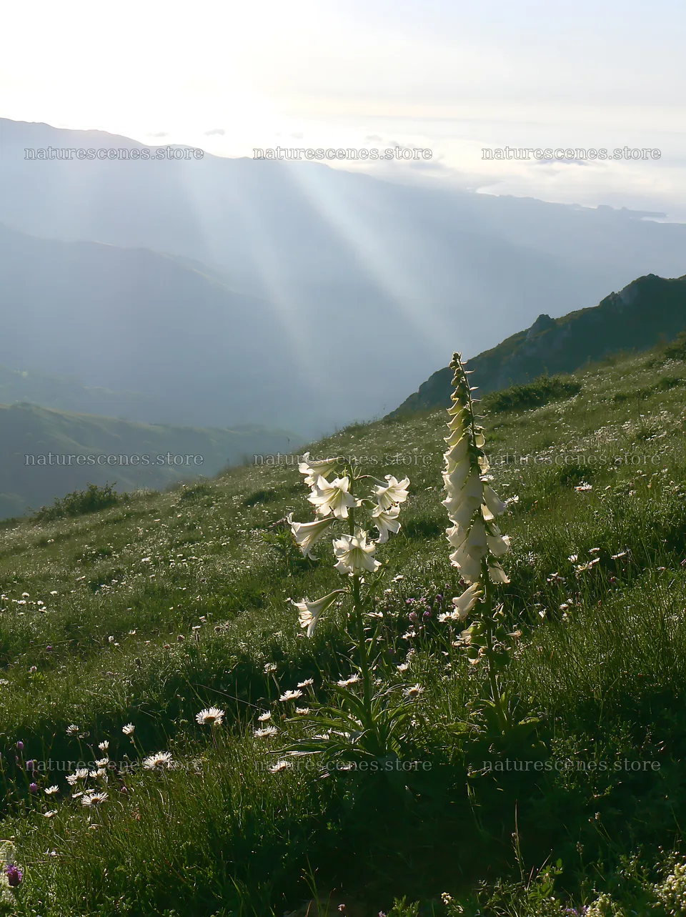 Sunrays over Picos de Europa meadow with wildflowers – nature scenes 6866x9174