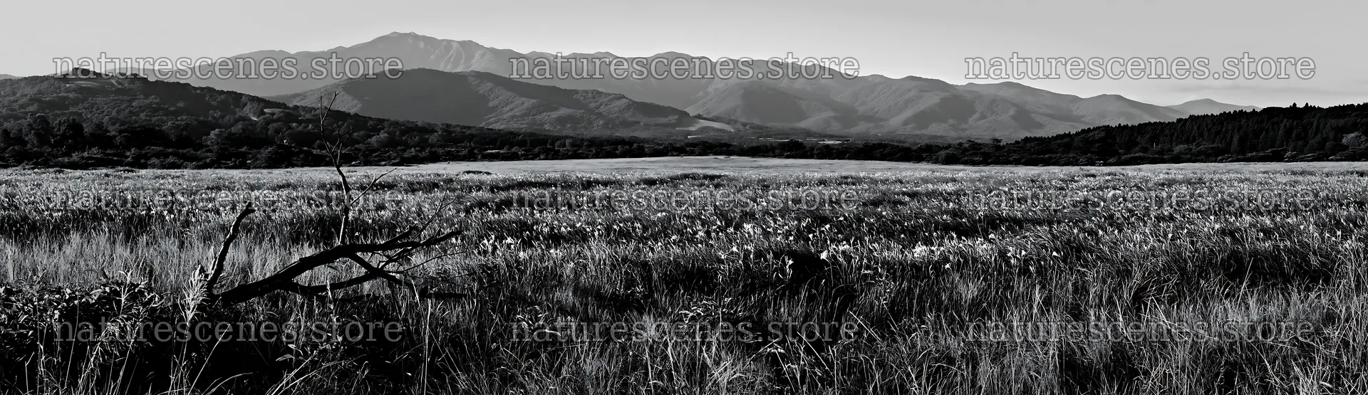 Yamagata rewilded meadow fallen branch foreground – nature scenes 14762x4268