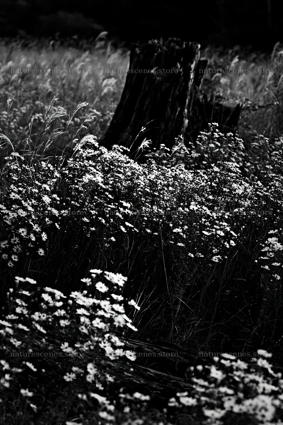 Fukushima native meadow with weathered stump – nature scenes 6480x9722