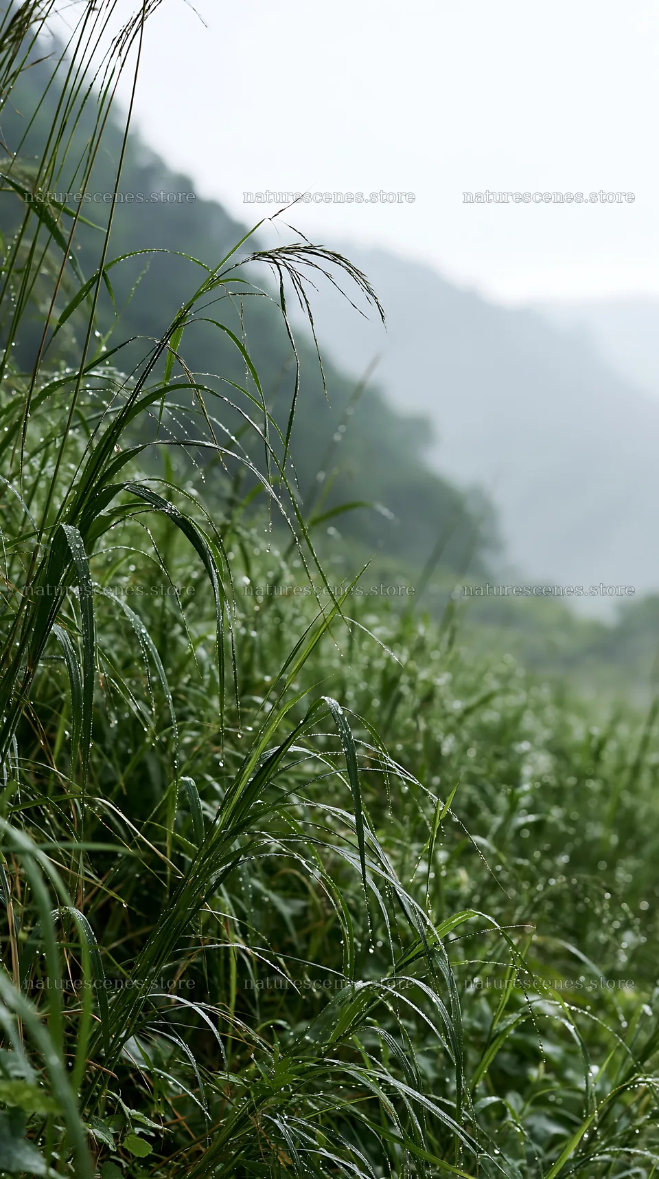 Fukui native grass meadow rain droplets on wet grass – nature scenes 5938x10608