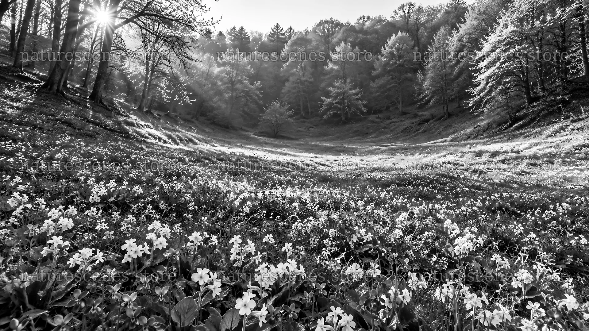 Monochrome Forest Clearing with Sunbeams – nature scenes 10331x5808