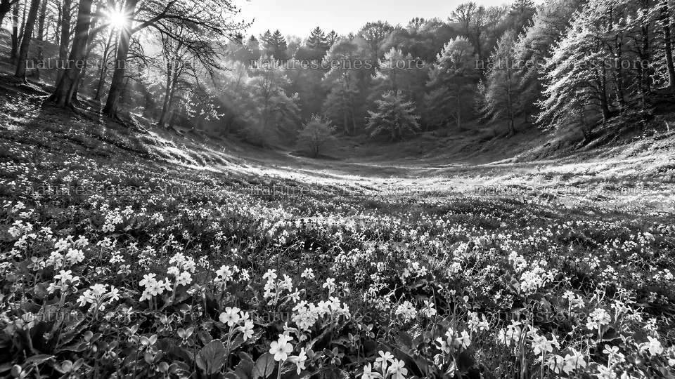 Monochrome Forest Clearing with Sunbeams – nature scenes 10331x5808