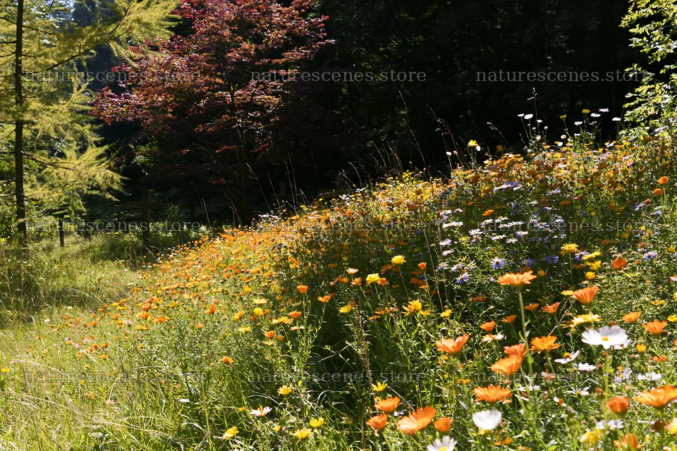 Christian crosses near mineral spring meadow filled with flowers – nature scenes 9722x6480