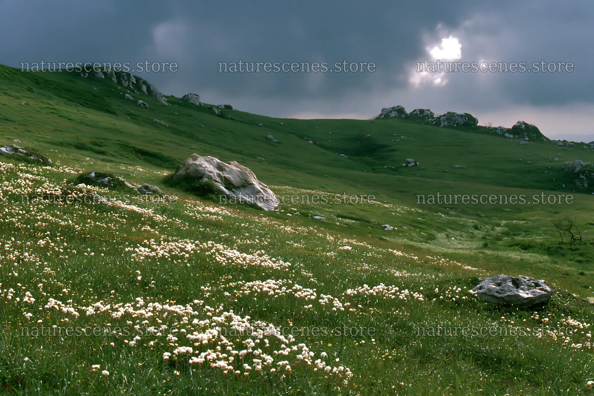 Yamaguchi limestone meadow with pale boulder under cloudy sky – nature scenes 9722x6480