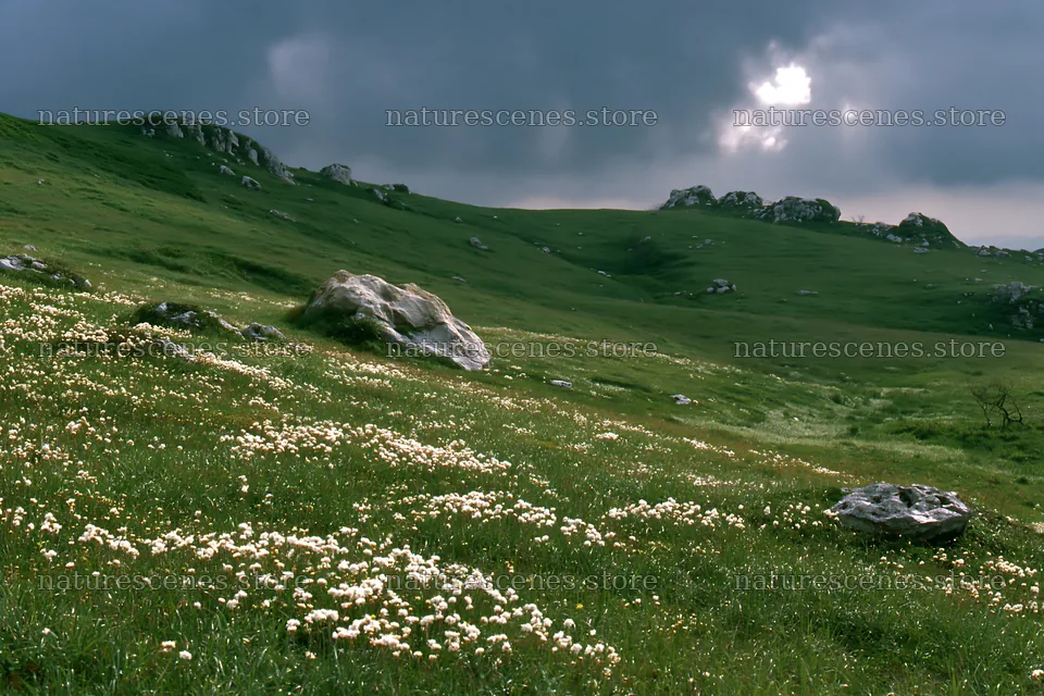 Yamaguchi limestone meadow with pale boulder under cloudy sky – nature scenes 9722x6480
